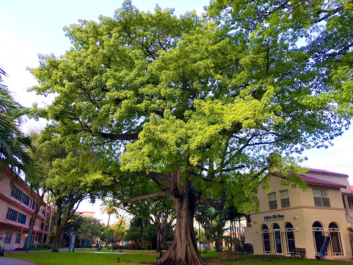 A vibrant green tree stands majestically next to a charming building.