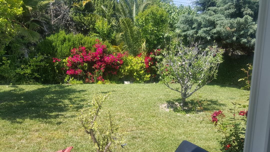 A lush garden with vibrant flowers and green foliage.
