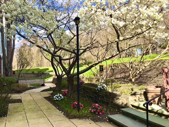 A serene garden pathway lined with blossoming trees and colorful flowers in spring.