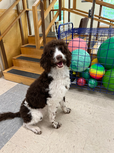 A cheerful dog sitting happily in an indoor play area surrounded by colorful balls.
