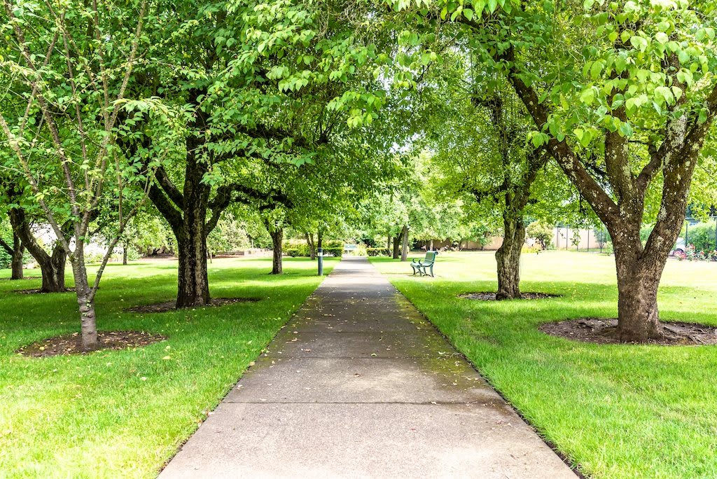A peaceful pathway lined with lush green trees in a park setting.
