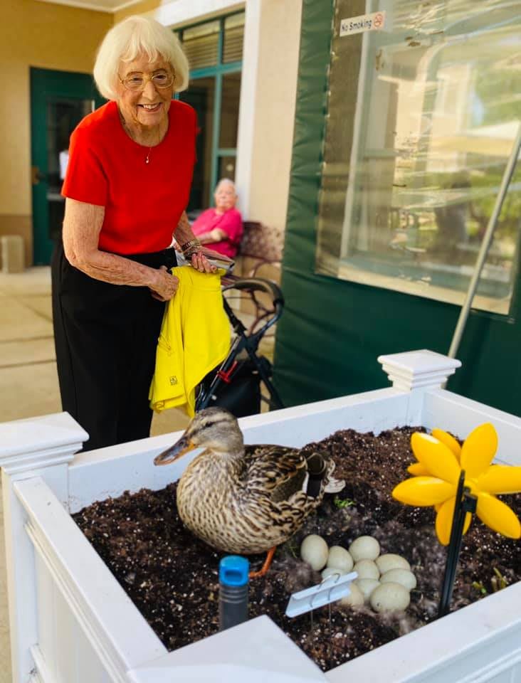 A woman smiles next to a duck sitting on eggs in a garden bed.