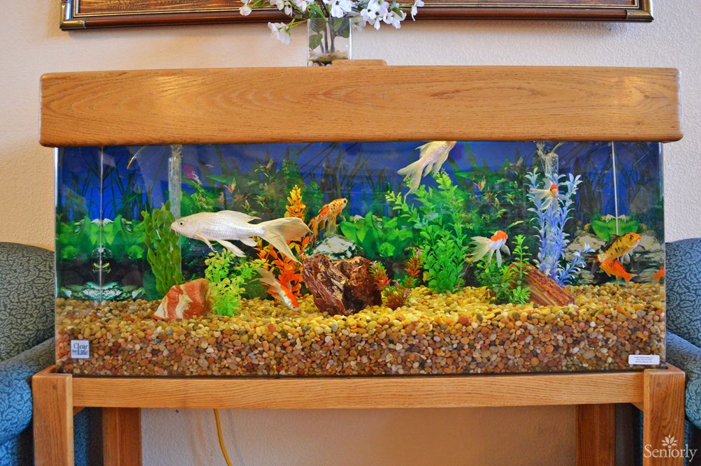A vibrant aquarium filled with colorful fish and lush aquatic plants.