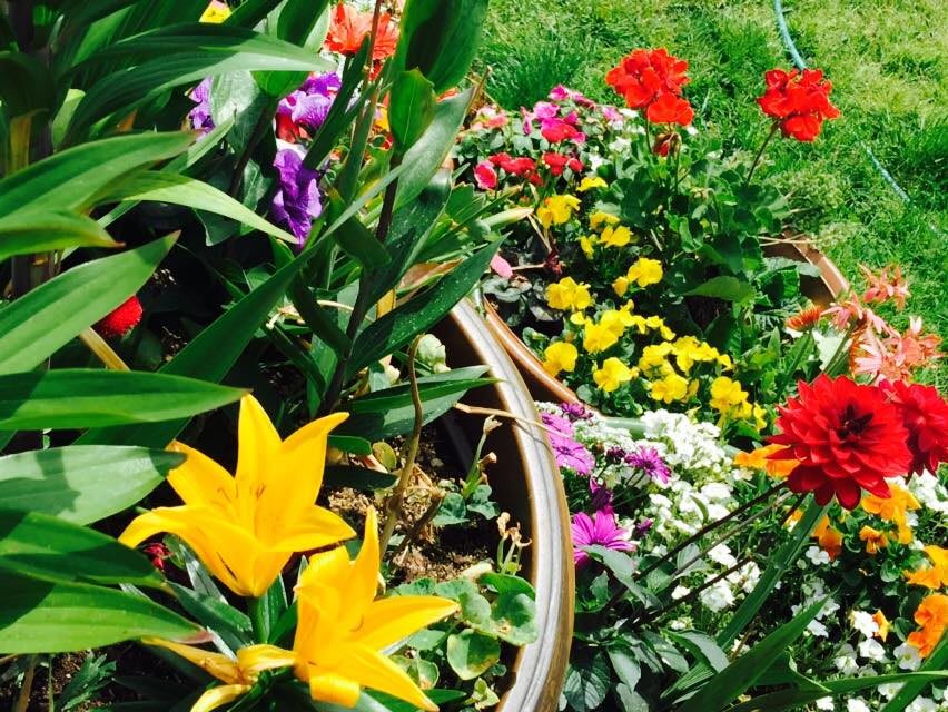 A vibrant garden with an array of colorful flowers in full bloom.