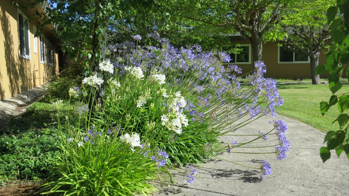 A lush garden with blooming flowers and vibrant greenery along a pathway.