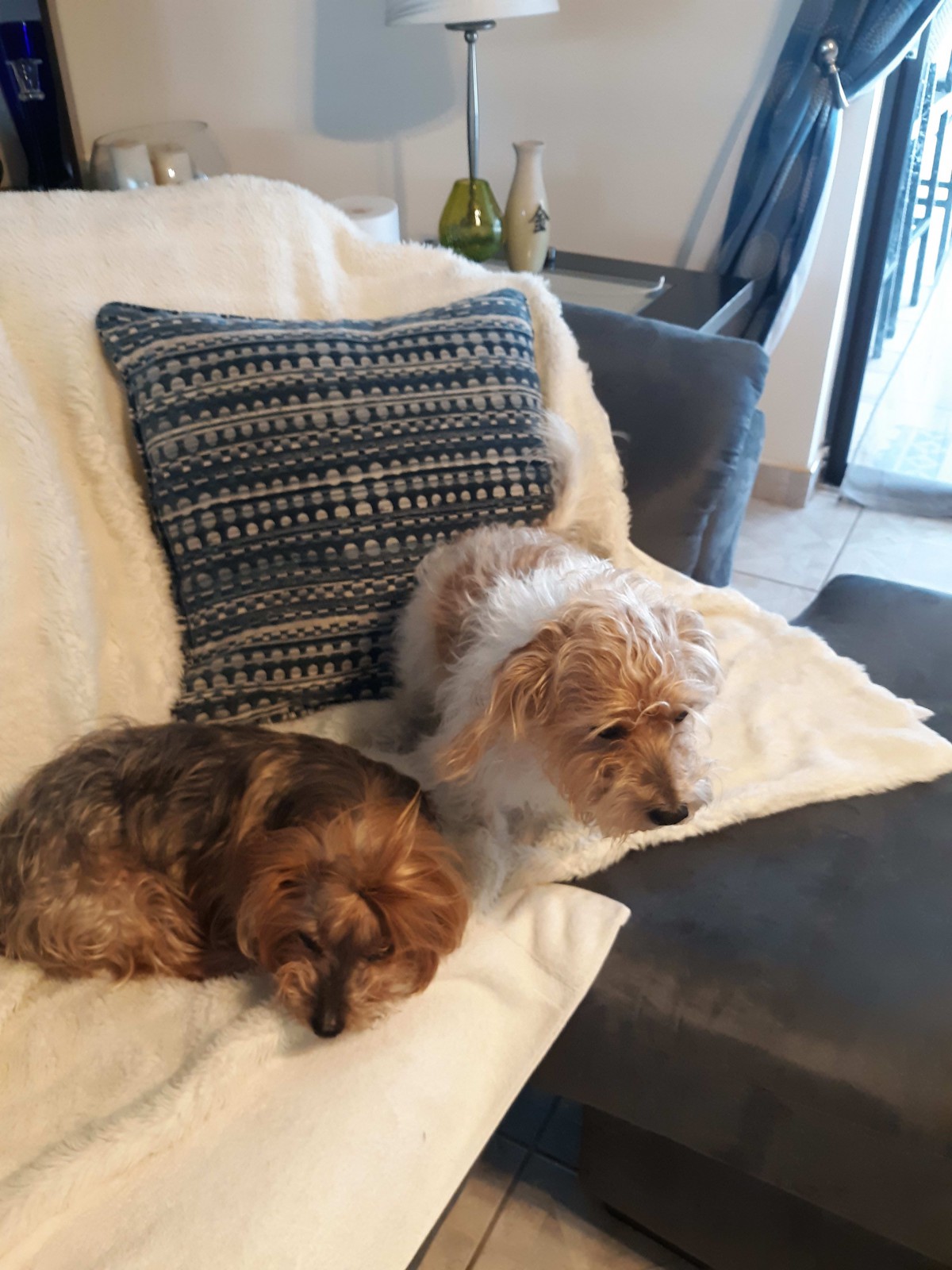 Two dogs resting on a couch in a cozy home setting.