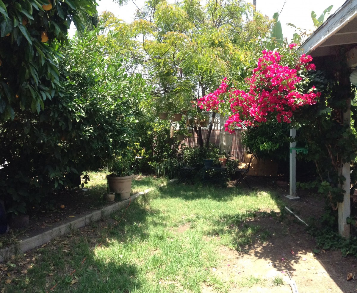 A sunny garden with lush greenery and vibrant flowers.