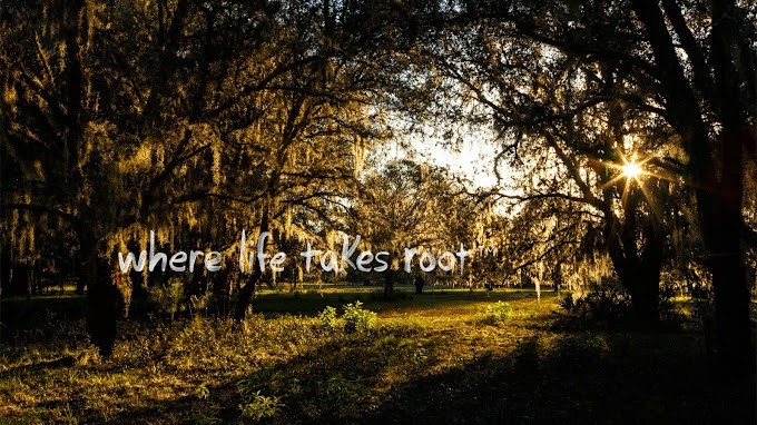 A sunlit path through a tranquil forest where life takes root.