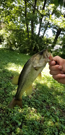 A fisherman holds up a freshly caught bass in a lush green setting.