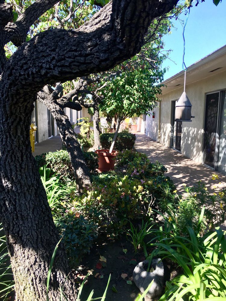 A sunny garden with lush greenery and a tree next to a house.