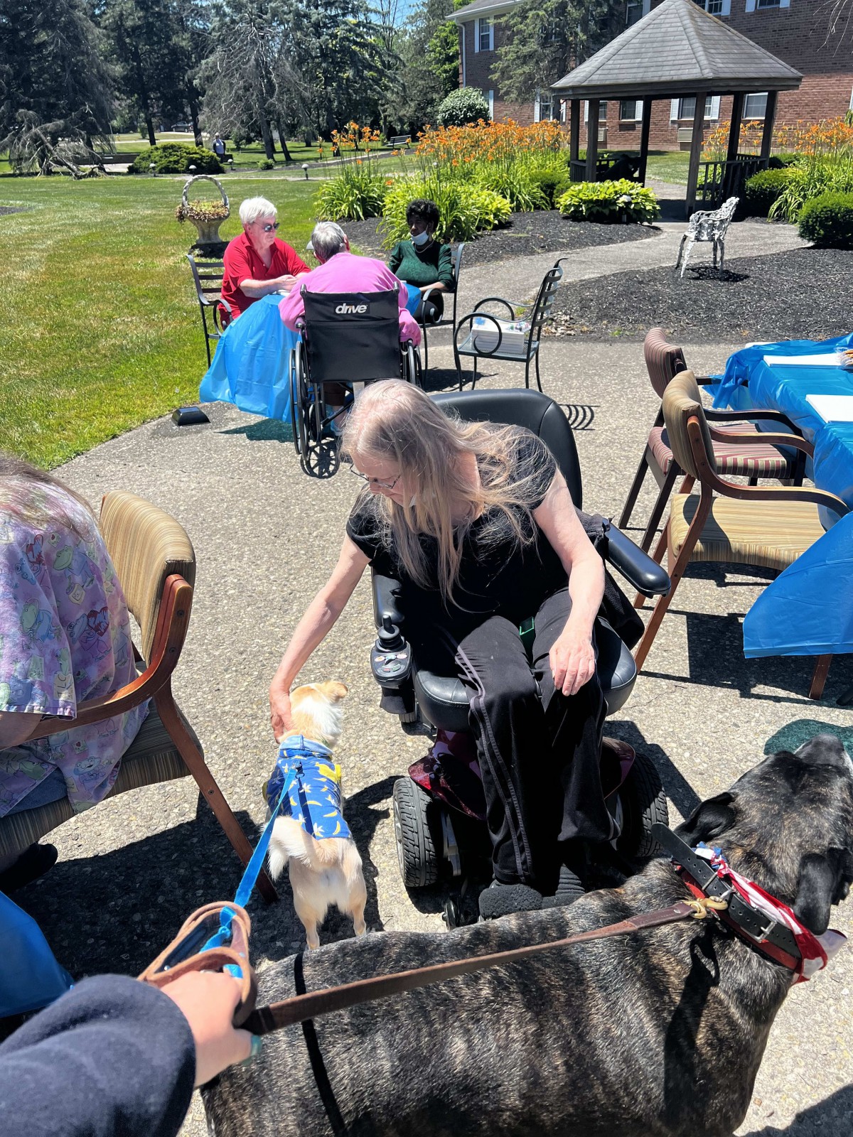 A person in a wheelchair interacts with dogs at a sunny outdoor park.