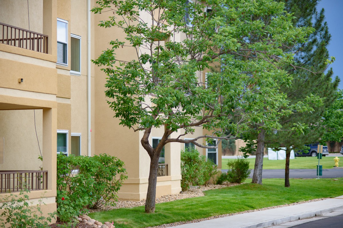 A tree-lined sidewalk beside an apartment building on a sunny day.