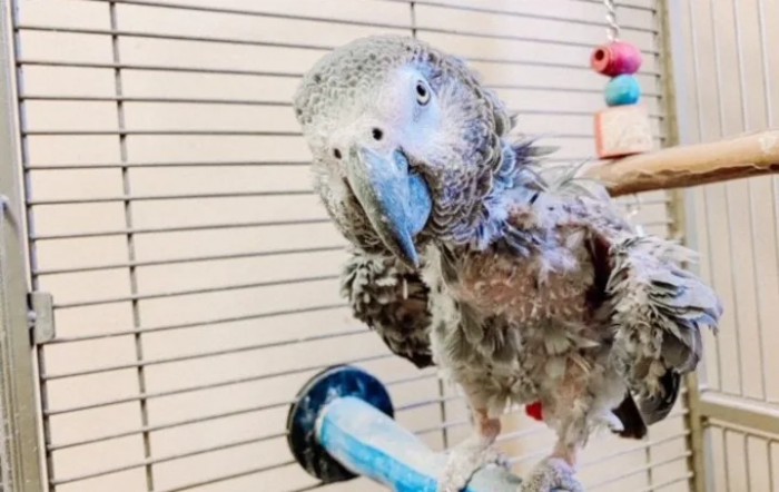 An African Grey Parrot perched on a stand inside its cage.