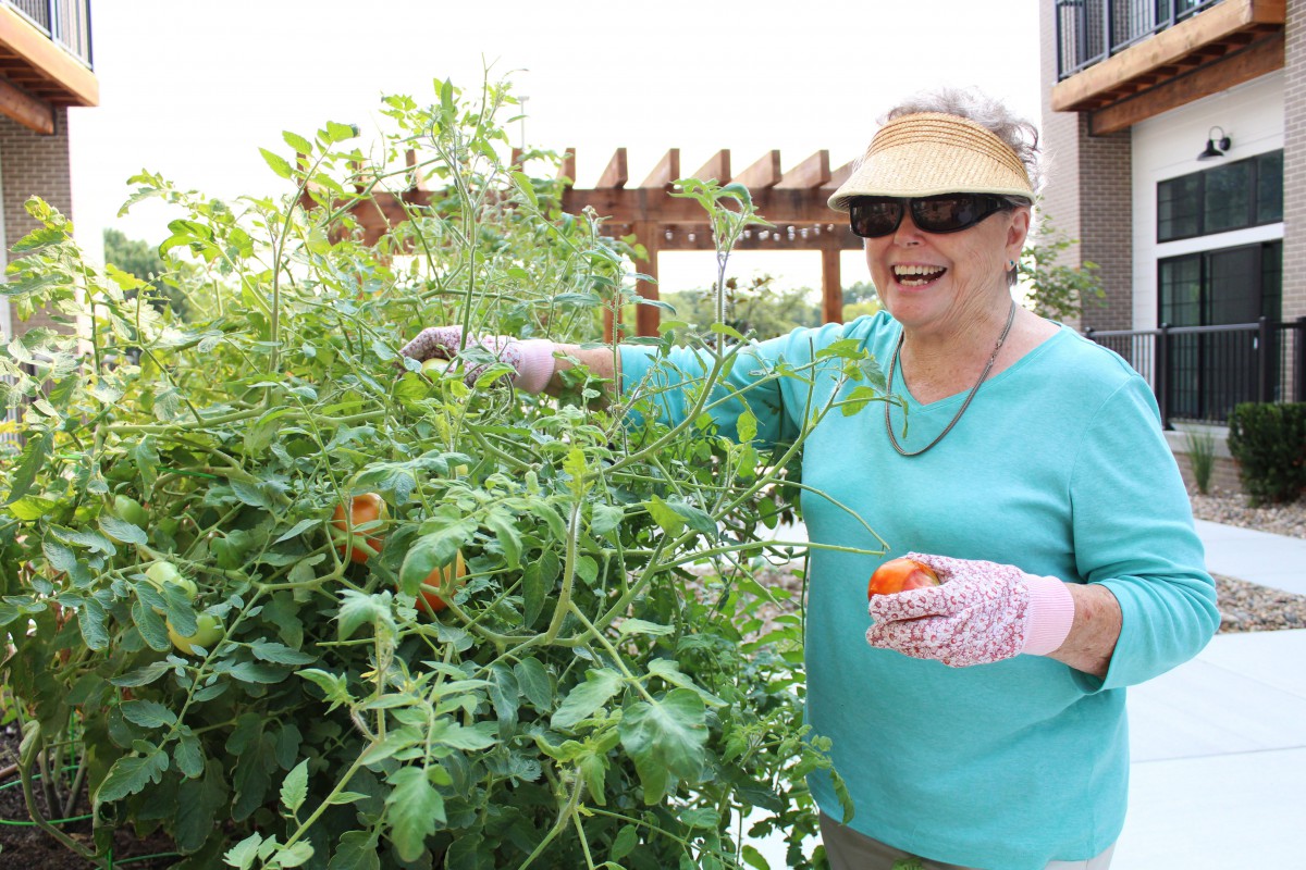 A woman happily picking tomatoes from her garden.