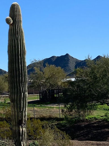 A tall cactus stands in the foreground against a backdrop of mountains and a clear blue sky.