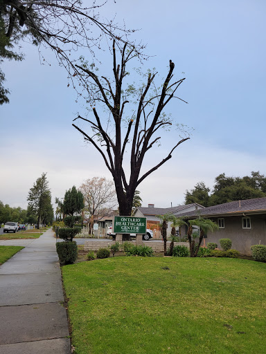 A stark dead tree stands against a cloudy sky, framed by green grass and residential homes.
