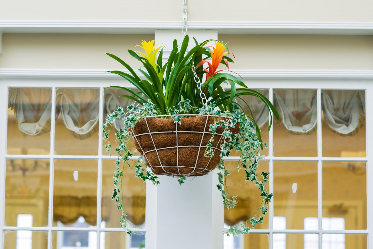 A vibrant hanging plant with colorful flowers displayed indoors.