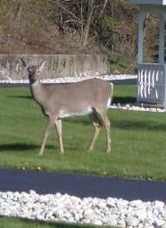 A deer standing on a grassy area in an outdoor setting.