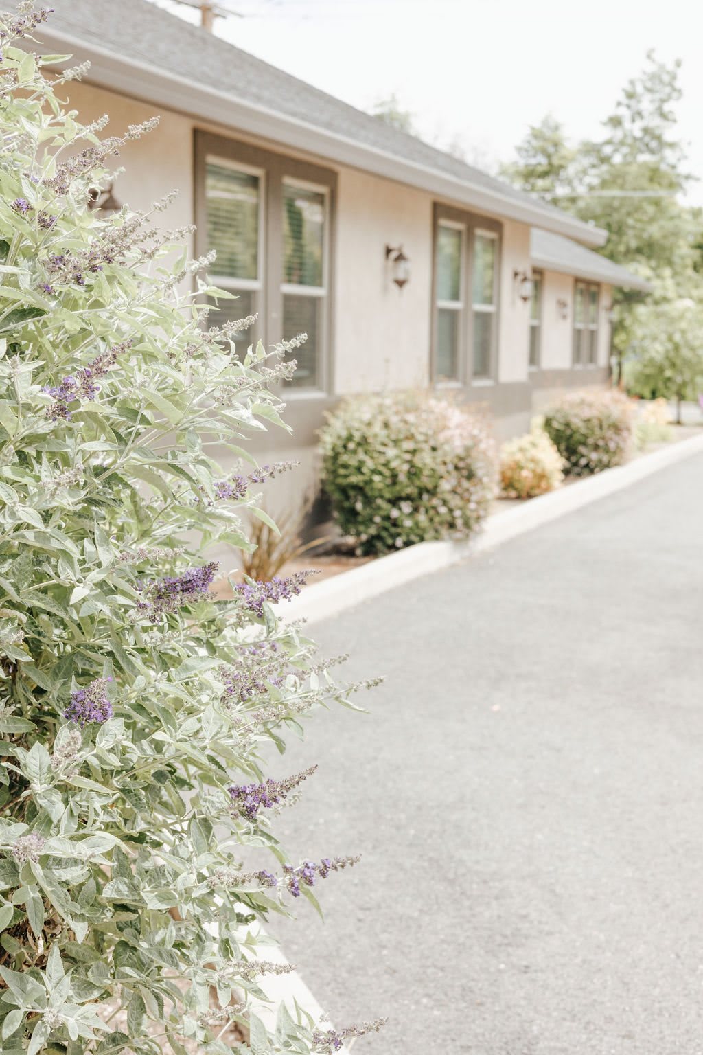 A serene view of a building exterior with a pathway lined by bushes and plants.