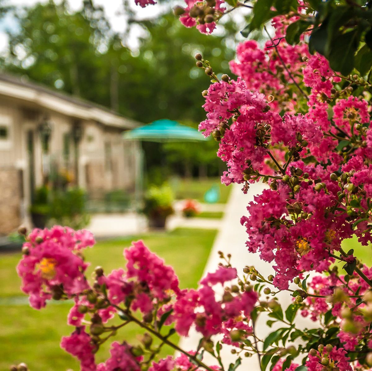 Vibrant pink flowers in full bloom with a serene garden backdrop.