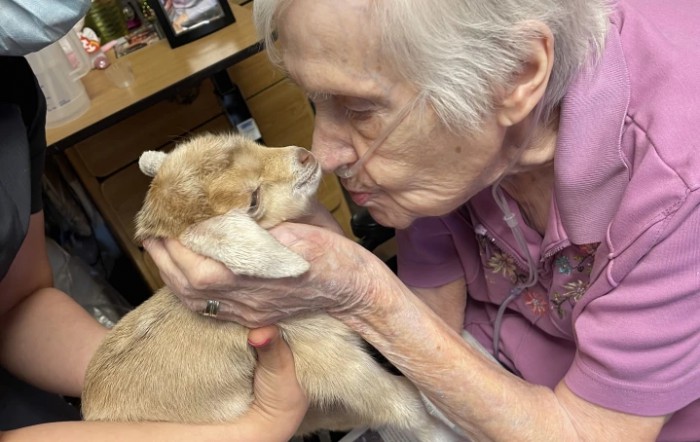 An elderly woman lovingly holds and interacts with a baby goat indoors.
