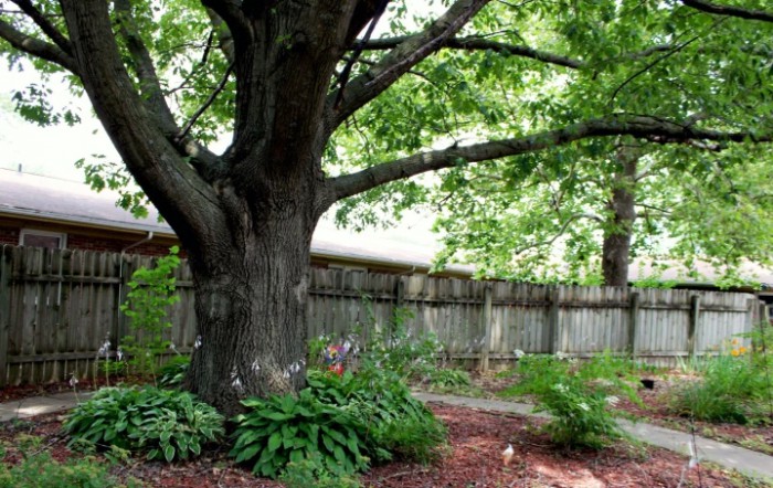 A serene backyard garden featuring a large tree and lush greenery.