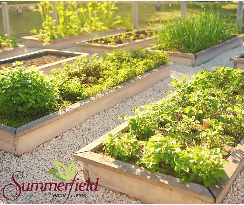 A serene image of a vegetable and herb garden with neatly arranged raised beds.