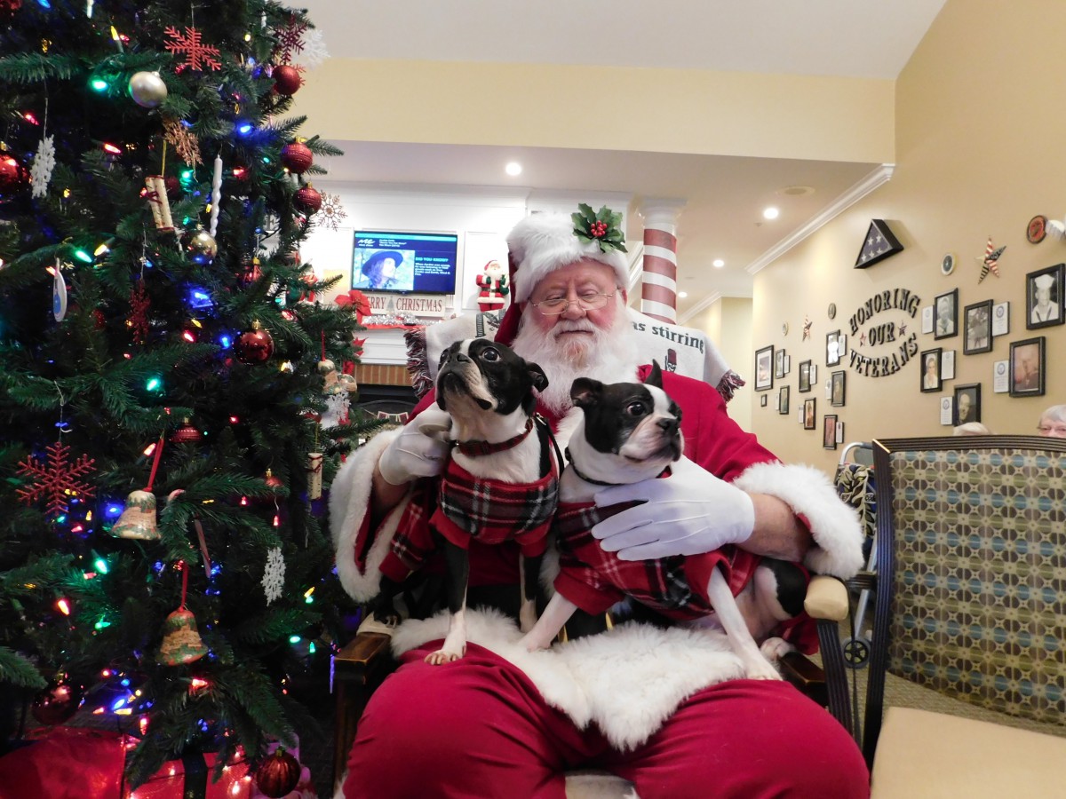 Santa Claus holding two dogs in front of a Christmas tree.