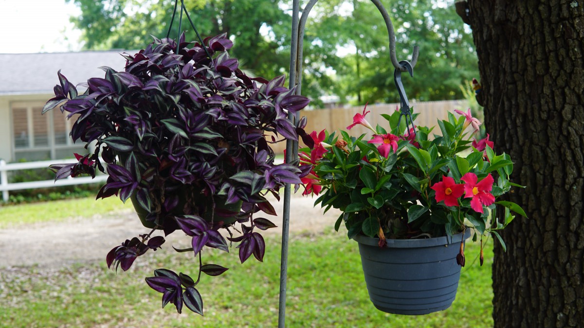 Hanging plants with vibrant purple leaves and red flowers in a garden setting.