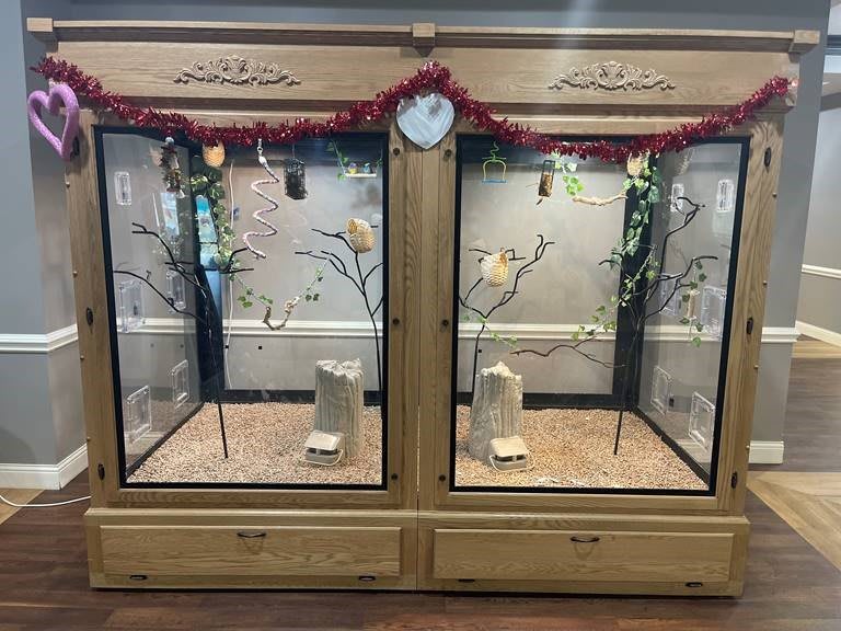 A decorative indoor display featuring two bird cages with perches and toys.