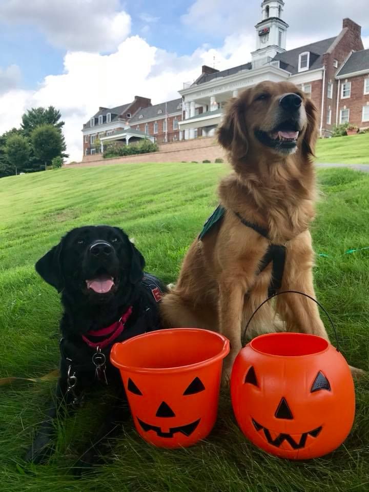 Two dogs sitting on the grass with Halloween pumpkin buckets.