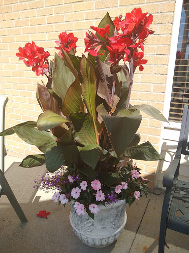 A vibrant planter filled with red flowers and lush green leaves, adding a touch of color to the outdoor space.