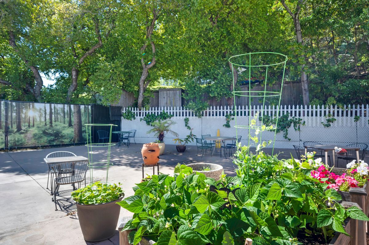 A sunny garden patio with lush greenery in planters and a white picket fence.