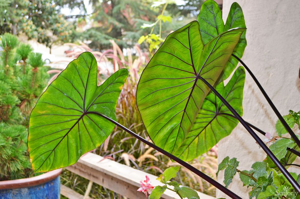 Large green leaves with a natural backdrop.