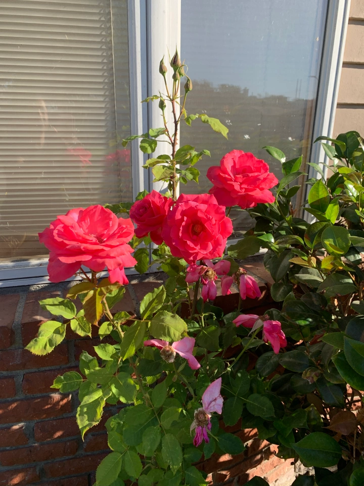 Amelia Rose Senior Care Cottage