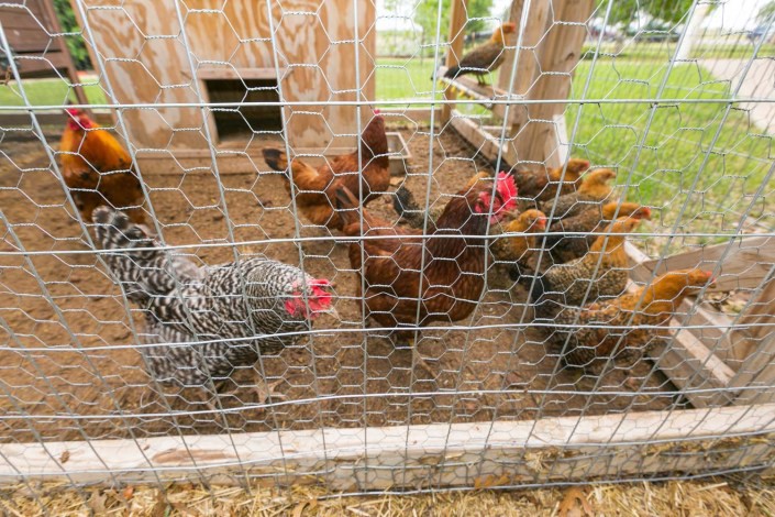 A group of chickens in a coop behind a wire fence on a farm.