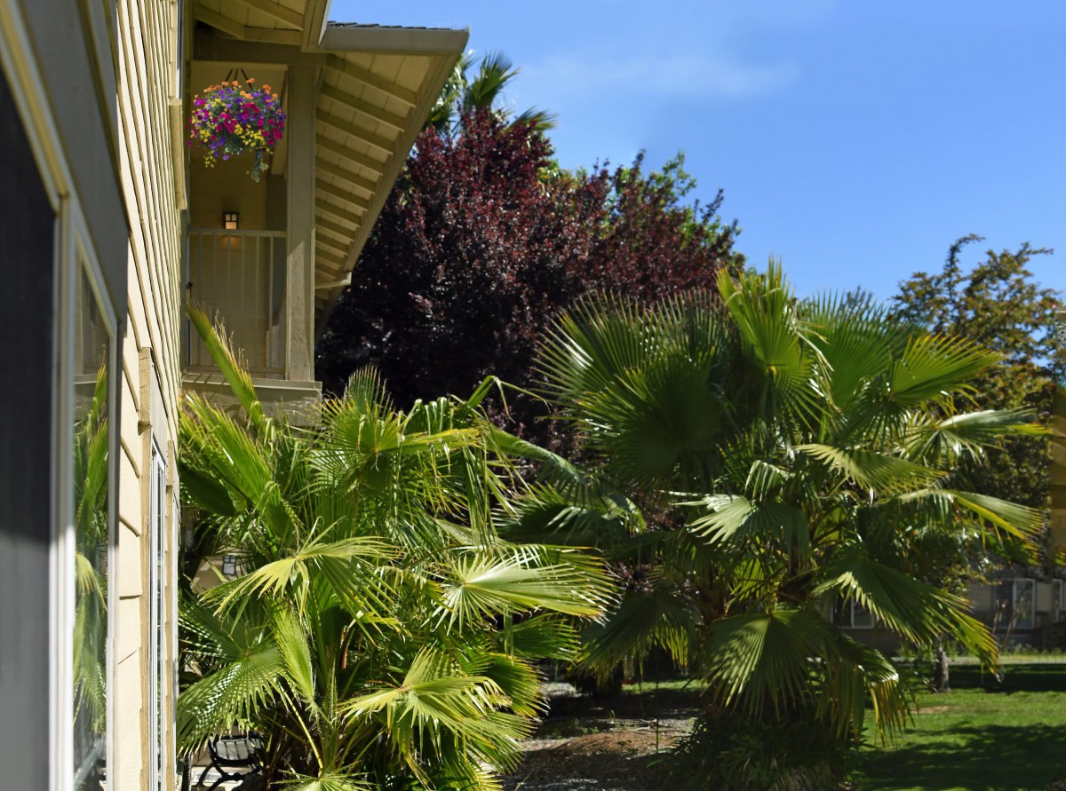 A sunny garden with lush palm trees and a house in the background.