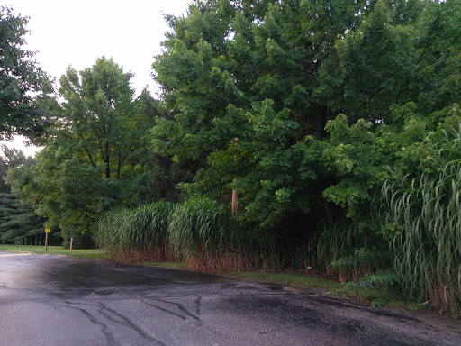 A serene view of lush greenery alongside a quiet road.