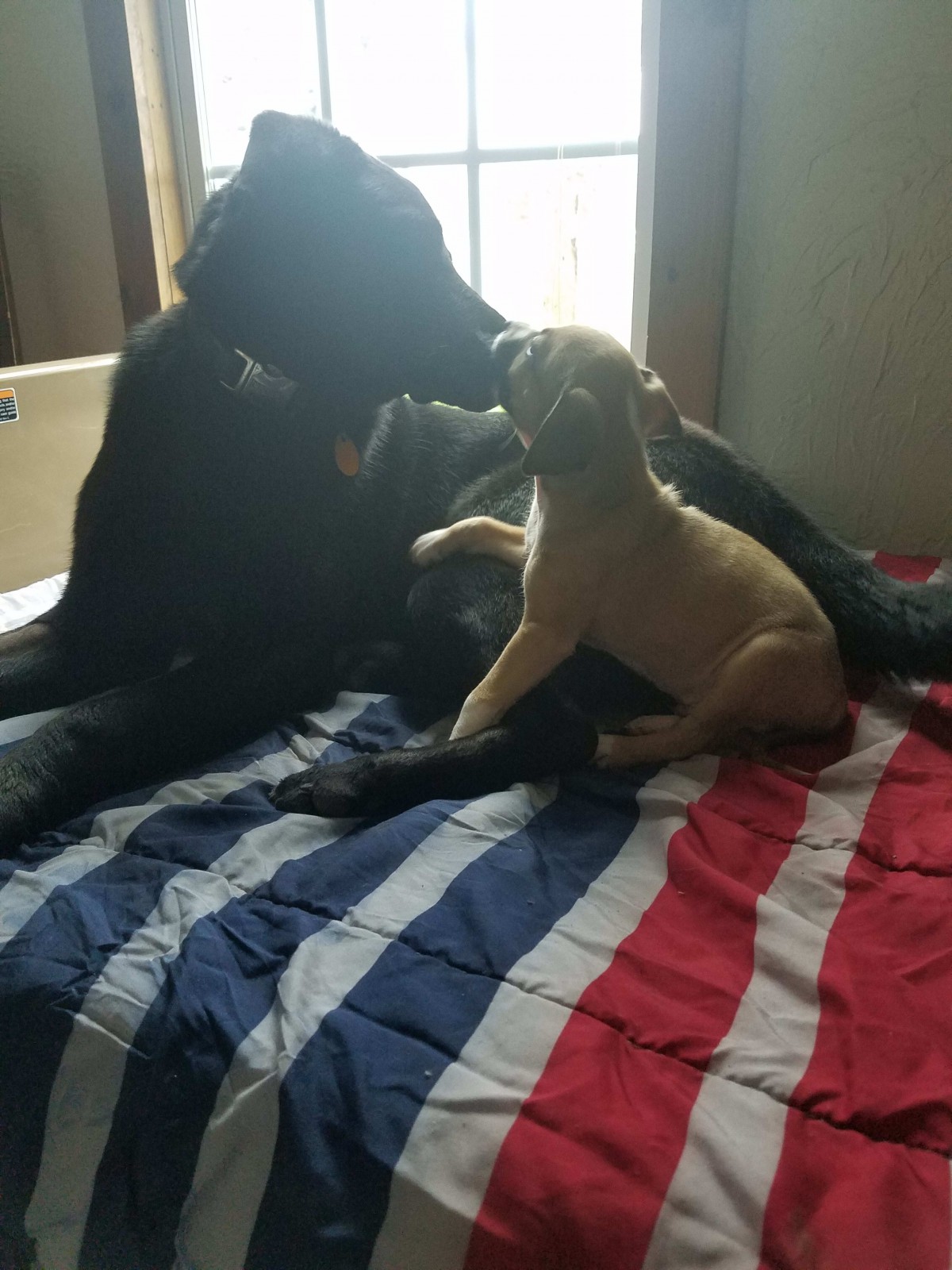 A small puppy interacts playfully with a larger dog on a striped bedspread.
