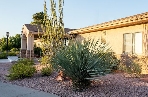 A serene desert landscape featuring various plants and cacti in a residential front yard.