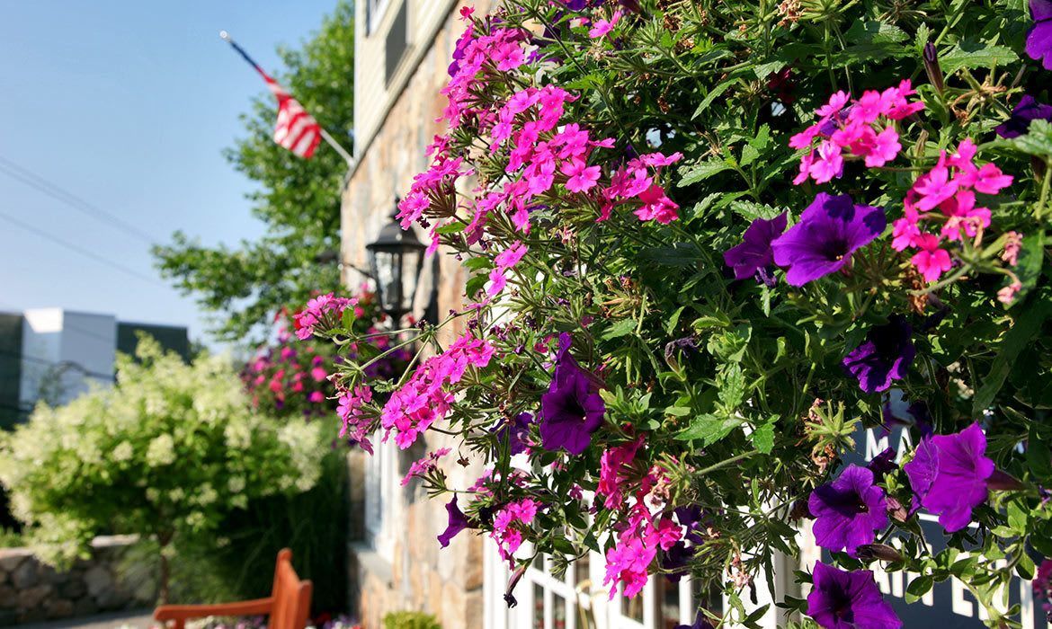 A vibrant display of pink and purple petunias adorns the side of a house, with lush greenery and outdoor seating in the background.