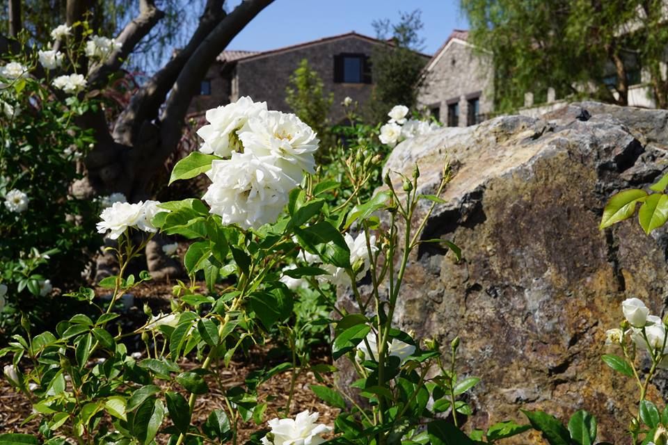 White roses bloom in a garden with a stone wall and building in the background.