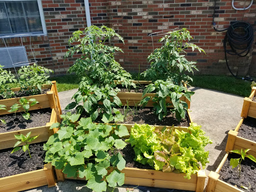 A thriving vegetable garden with raised beds, featuring healthy tomato plants, squash, and lettuce basking in the sun.