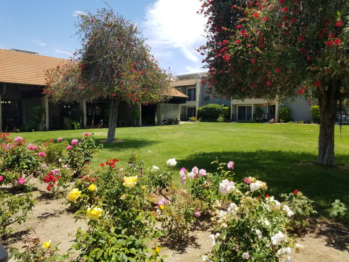 A beautiful garden with colorful flowers and lush greenery under a clear blue sky.