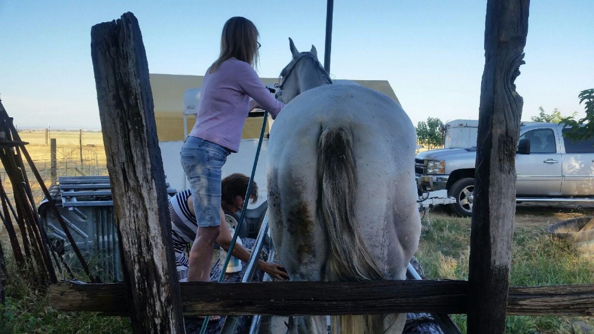 A child is grooming a horse outdoors on a sunny day.