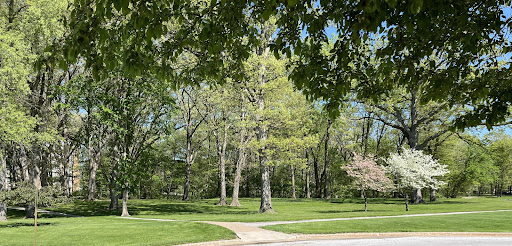 A tranquil park scene showcasing vibrant green trees and a winding pathway.