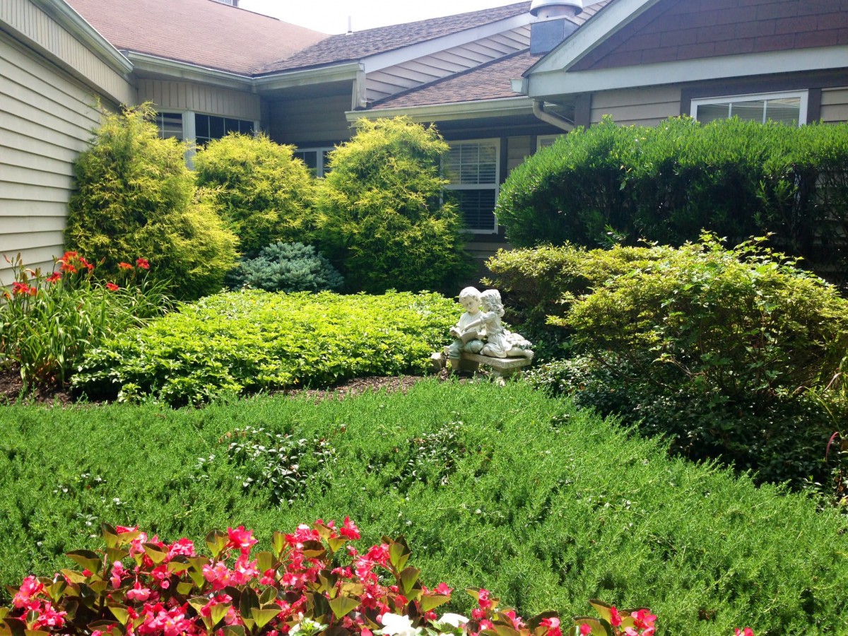 A lush residential garden with a variety of plants and flowers.