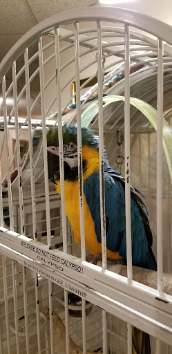 A vibrant macaw perched inside a cage, showcasing its striking blue and yellow feathers.