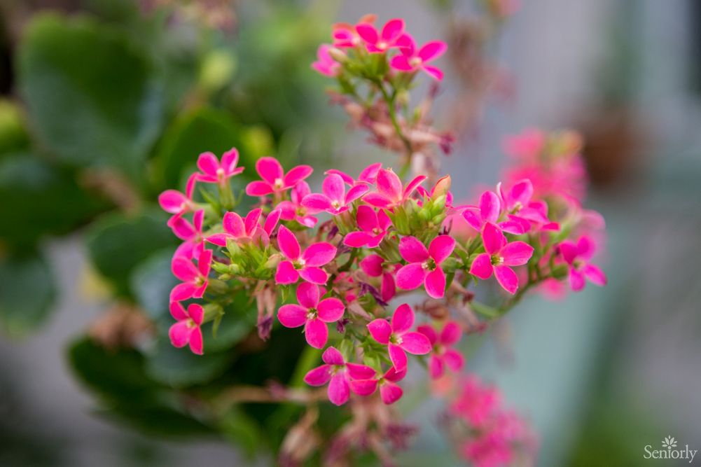 Vibrant pink flowers blooming in a garden setting.