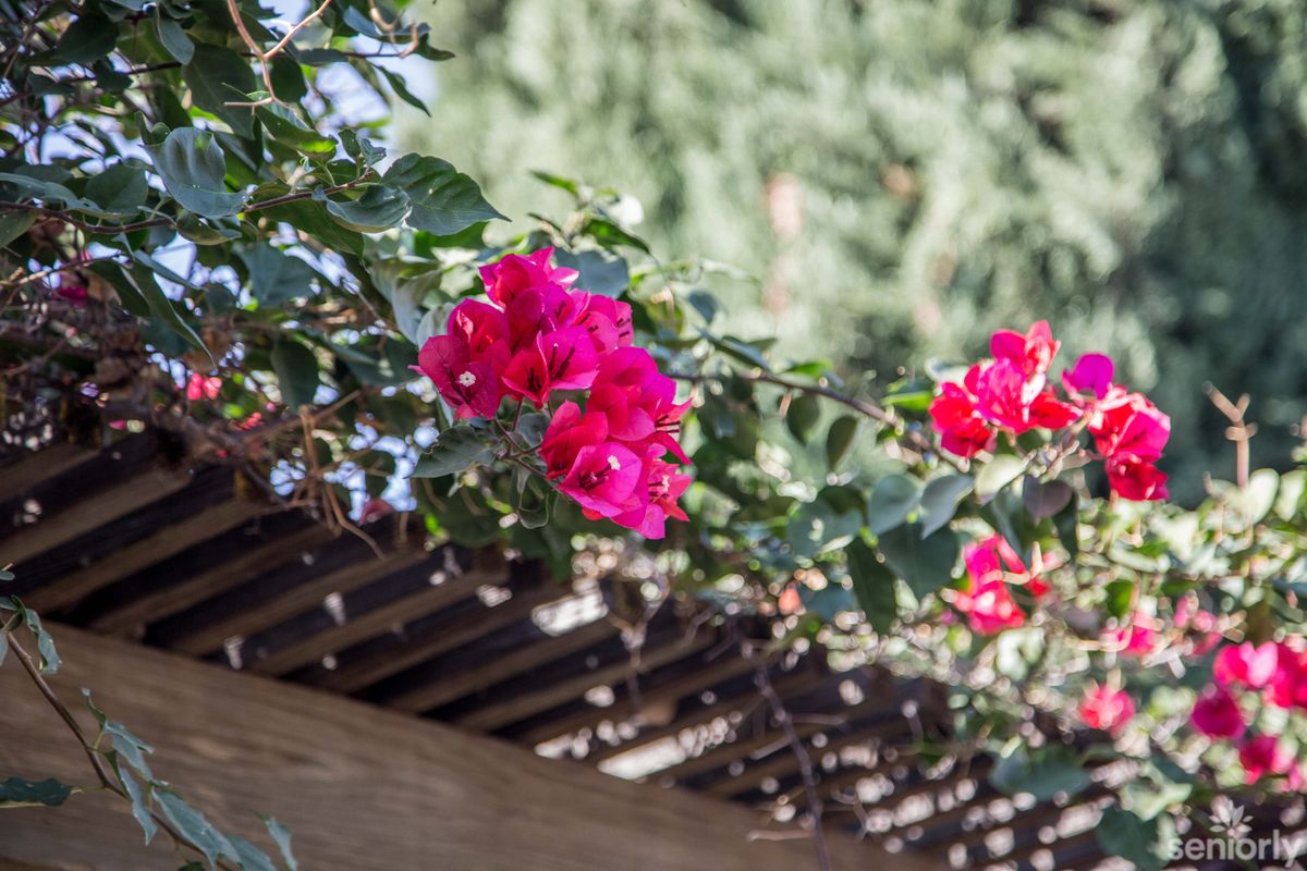 Vibrant pink bougainvillea flowers cascading over a wooden trellis.
